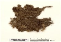 藏品(泥炭苔屬)的圖片